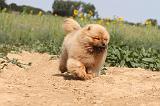 CHOW CHOW 082